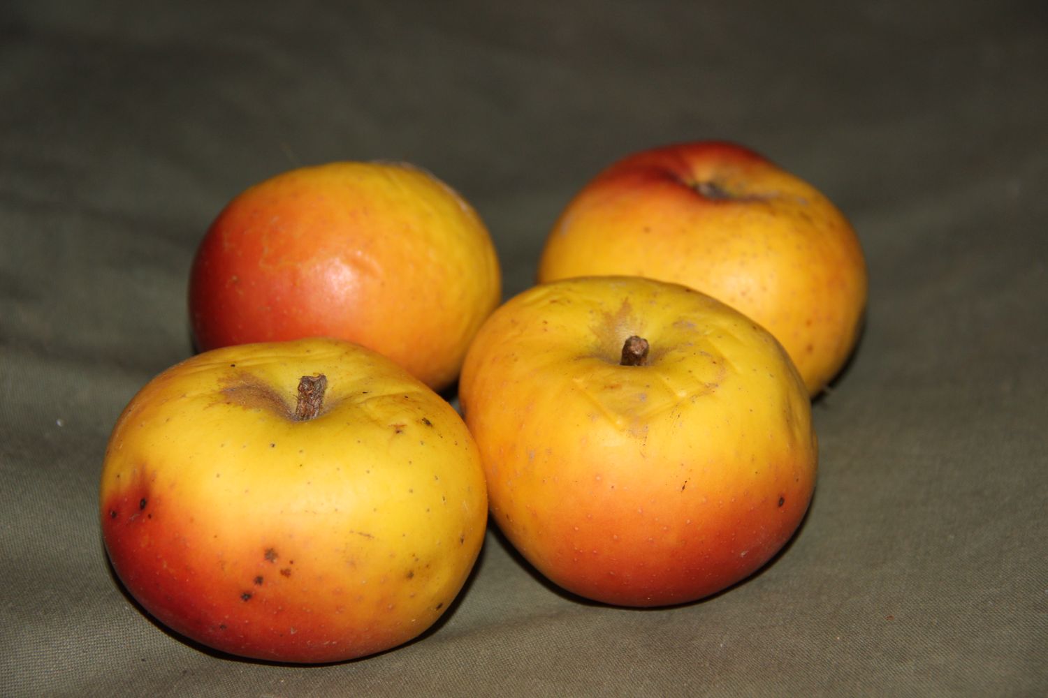 Cox's Orange