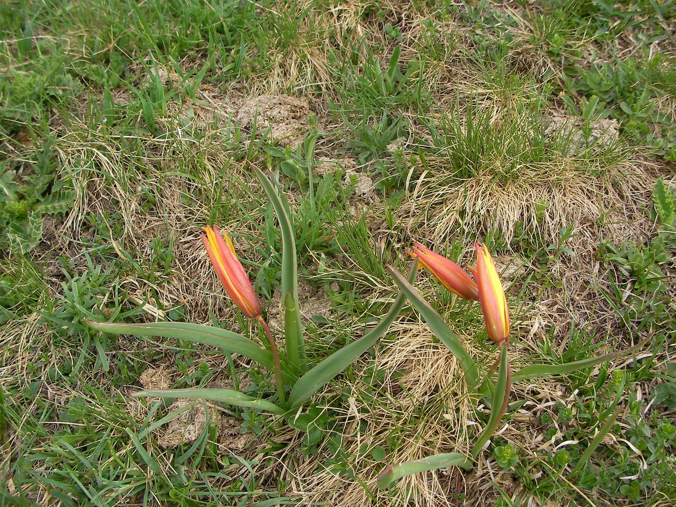 Fleur