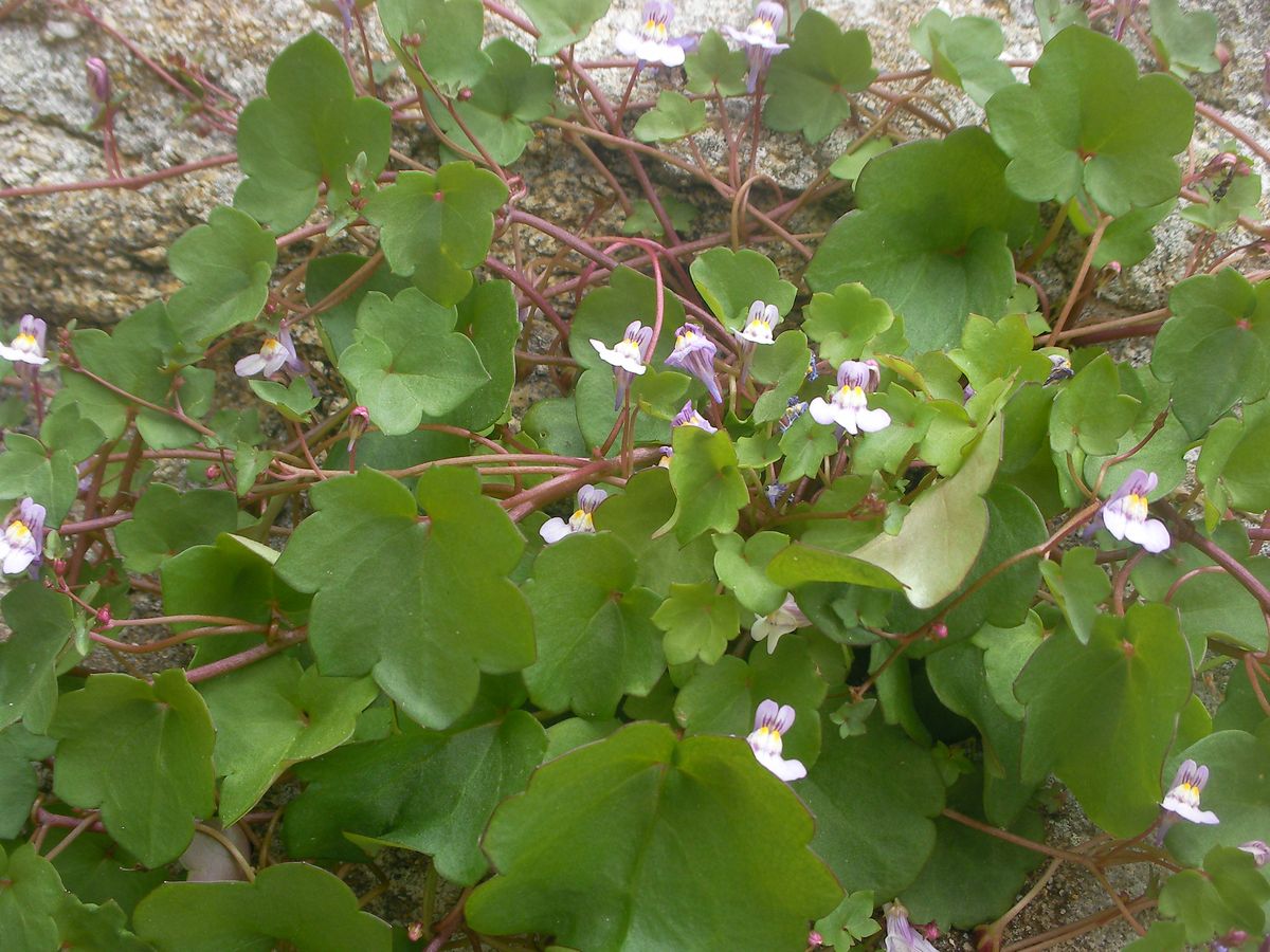 Cymbalaire_des_murs